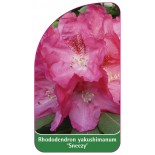 rhododendron-yakushimanum-sneezy-c1