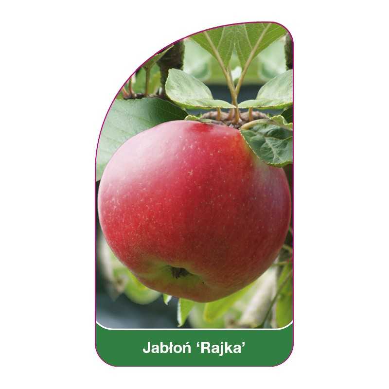 jablon-rajka-1