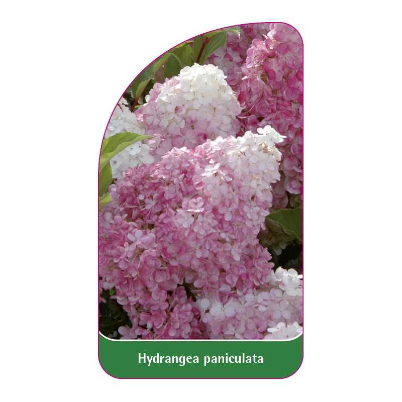 hydrangea-paniculata-h1