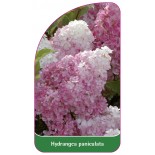 hydrangea-paniculata-h1