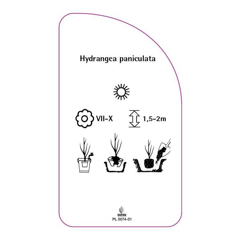 hydrangea-paniculata-h0