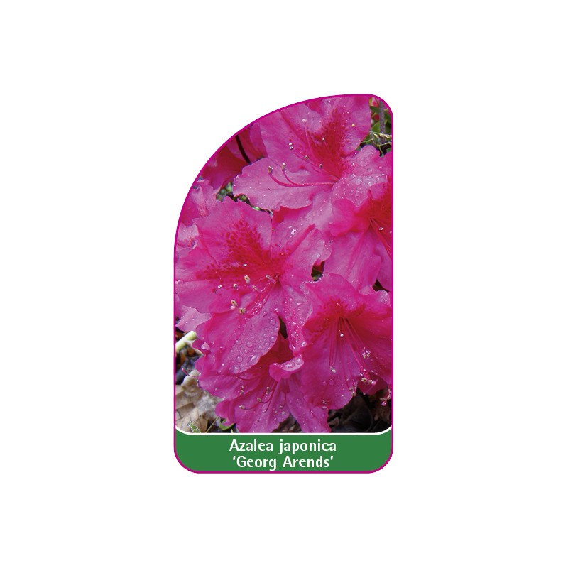 azalea-japonica-georg-arends-etykieta-01