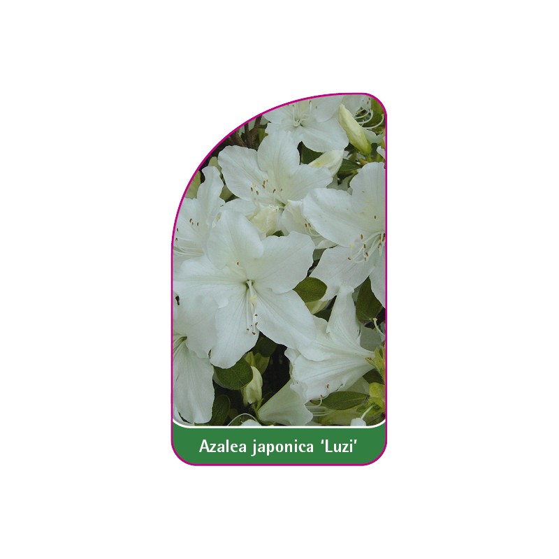 azalea-japonica-luzi-etykieta-ze-zdjeciem-01