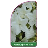 azalea-japonica-luzi-etykieta-ze-zdjeciem-01