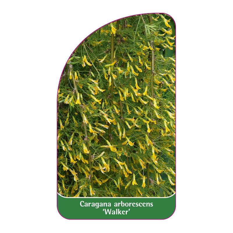 caragana-arborescens-walker-1
