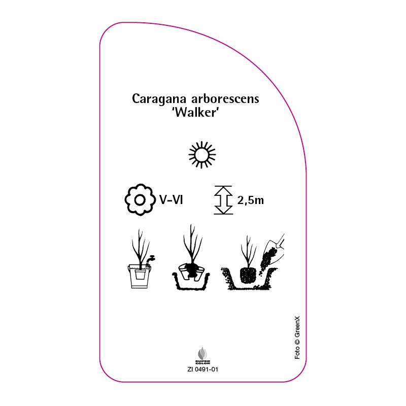 caragana-arborescens-walker-2