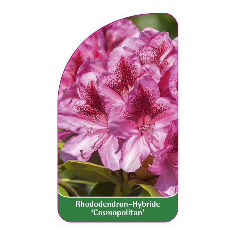rhododendron-cosmopolitan-1