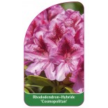 rhododendron-cosmopolitan-1