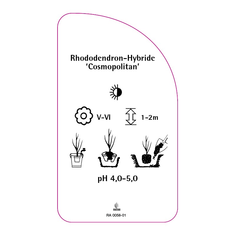 rhododendron-cosmopolitan-2