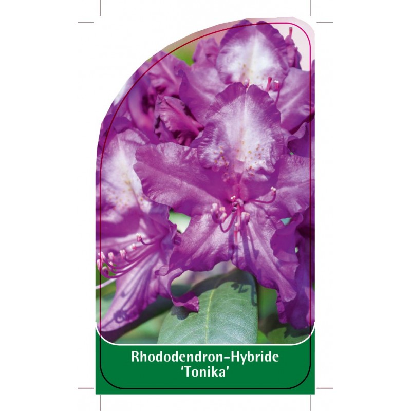 rhododendron-tonika-1