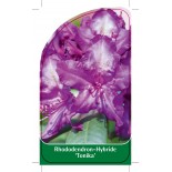 rhododendron-tonika-1