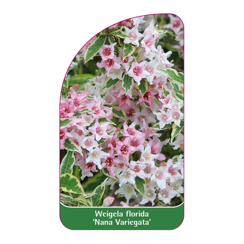 weigela-hybride-nana-variegata-1