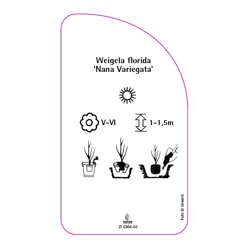 weigela-hybride-nana-variegata-0