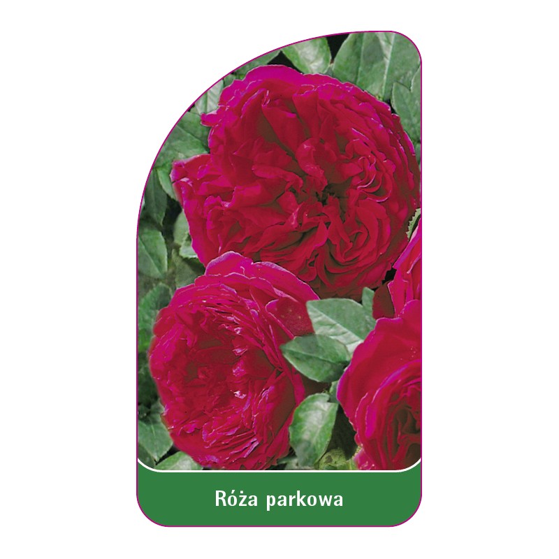 roza-parkowa-406-standard1