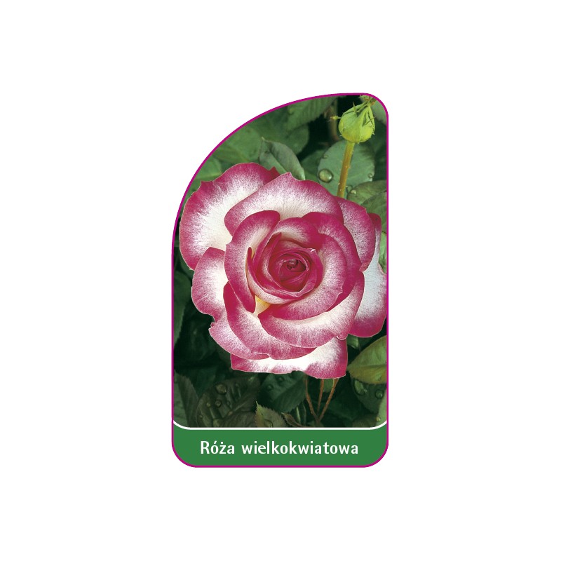 roza-wielkokwiatowa-204-mini1