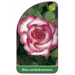 roza-wielkokwiatowa-204-mini1