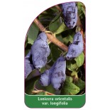 lonicera-orientalis-var-longifolia0