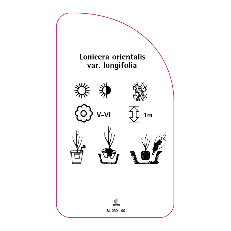lonicera-orientalis-var-longifolia1