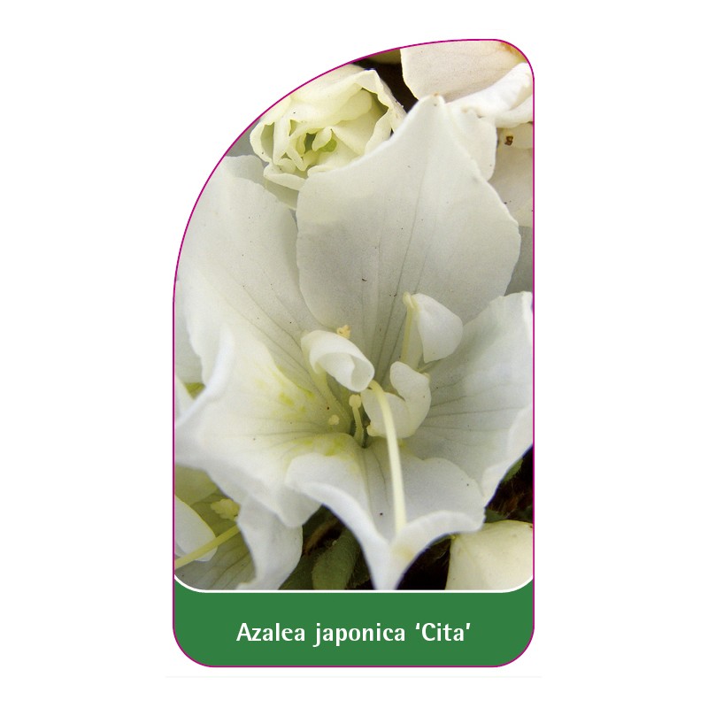 azalea-japonica-cita-0