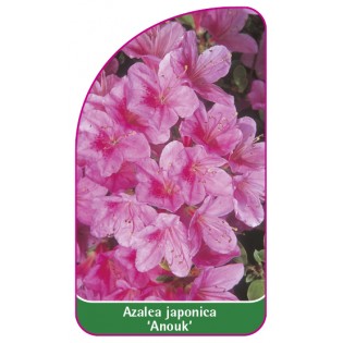 Etykieta szk karska Azalea japonica Chippewa standard