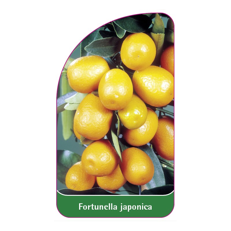 fortunella-japonica-kumquat0