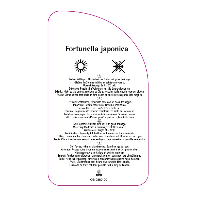 fortunella-japonica-kumquat1