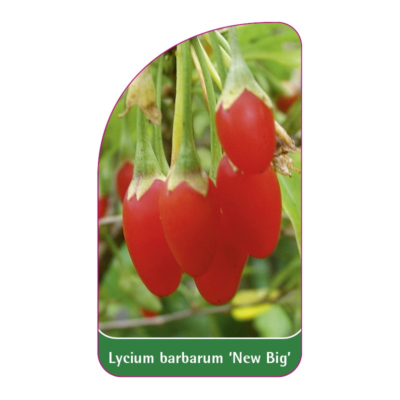 lycium-barbarum-new-big-0
