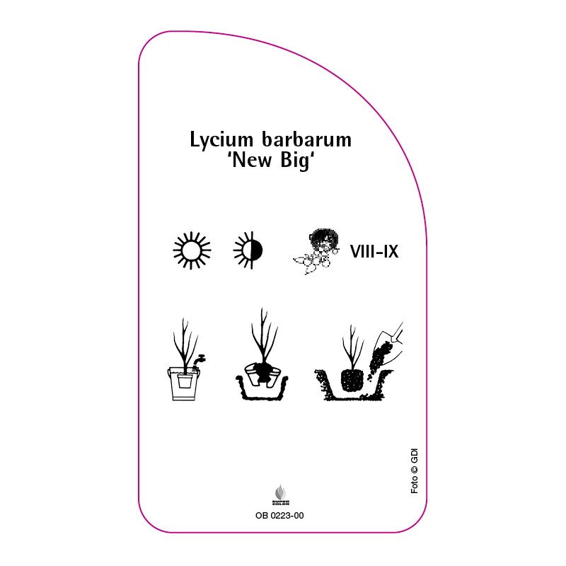 lycium-barbarum-new-big-1