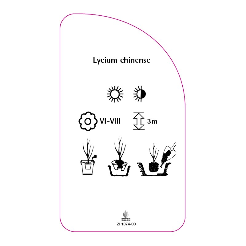 lycium-chinense1