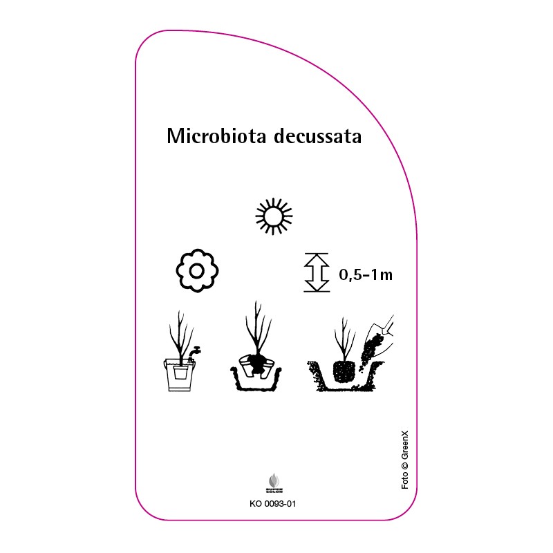 microbiota-descussata1