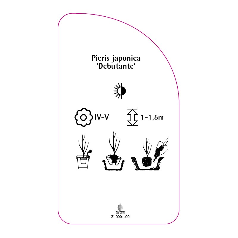 pieris-japonica-debutante-0