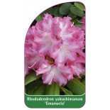 rhododendron-yakushimanum-emanuela-0