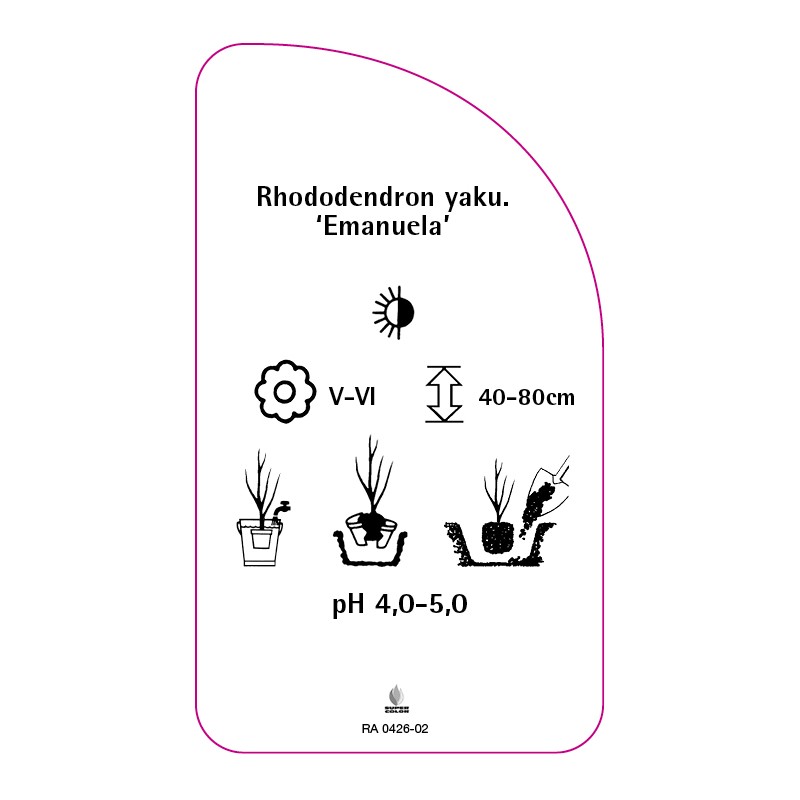 rhododendron-yakushimanum-emanuela-1