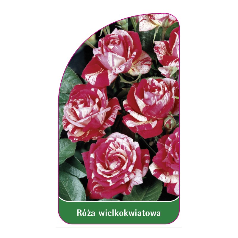 roza-wielkokwiatowa-226-standard0