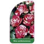 roza-wielkokwiatowa-226-standard0