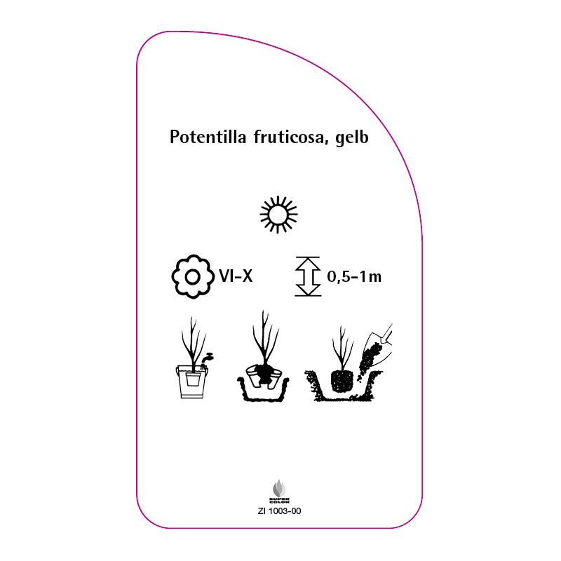 potentilla-fruticosa-gelb0