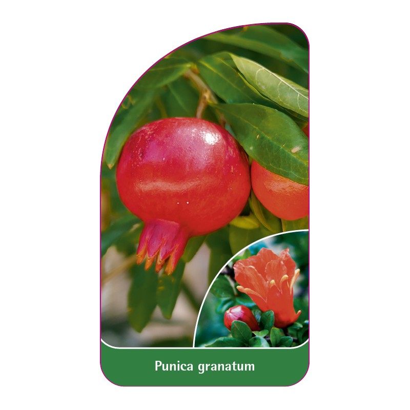punica-granatum1
