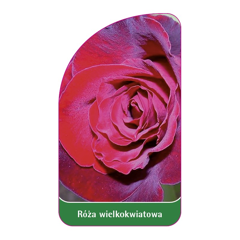 roza-wielkokwiatowa-w70