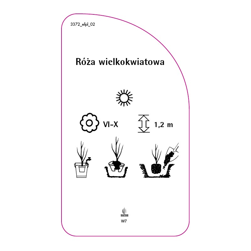 roza-wielkokwiatowa-w71