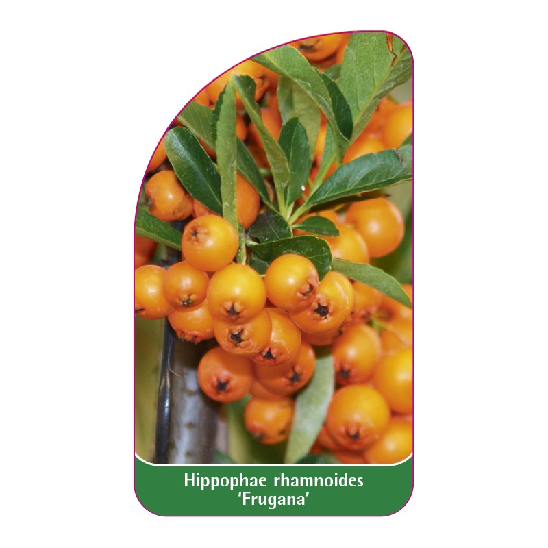 hippophae-rhamnoides-frugana-1