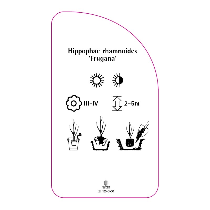 hippophae-rhamnoides-frugana-0