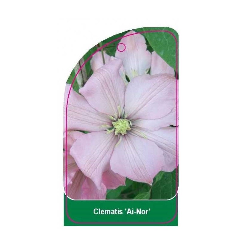 clematis-ai-nor-0