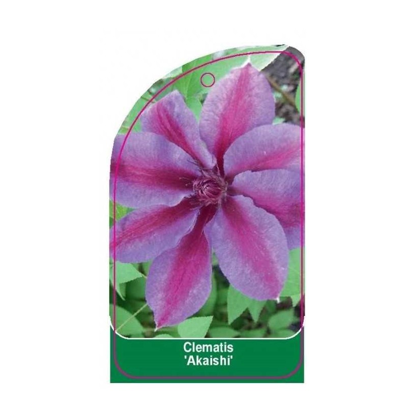 clematis-akaishi-a0