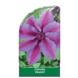 clematis-akaishi-a0