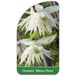 clematis-albina-plena-0