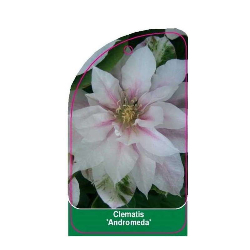 clematis-andromeda-a0