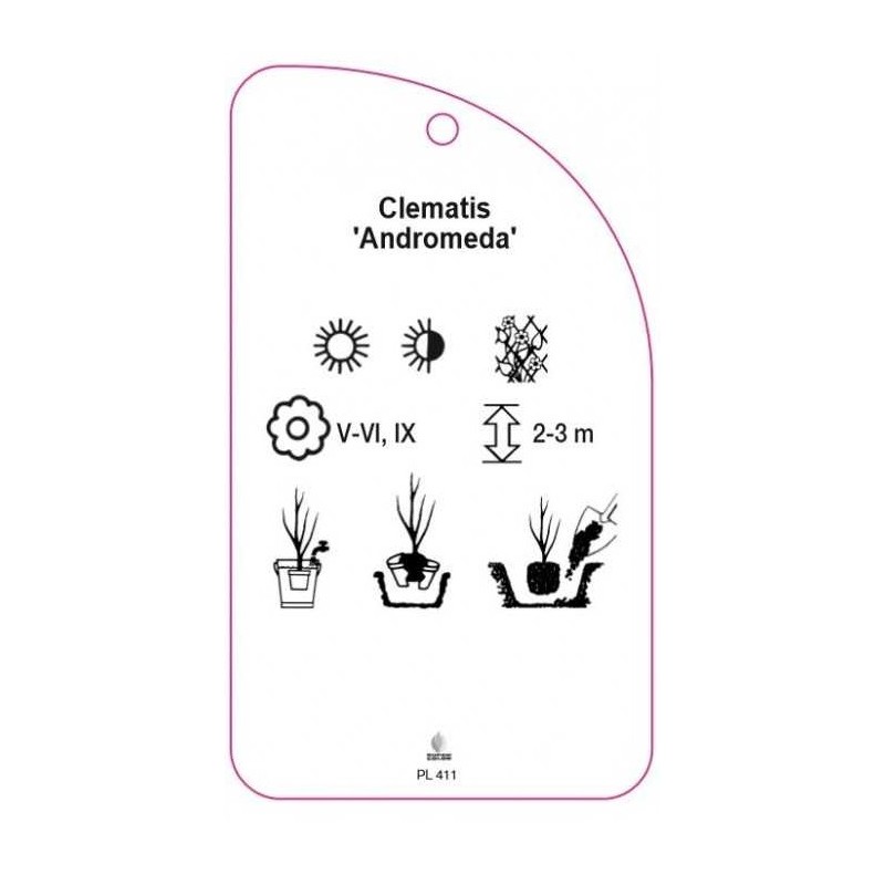 clematis-andromeda-b1