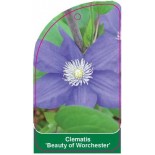 clematis-beauty-of-worchester-0