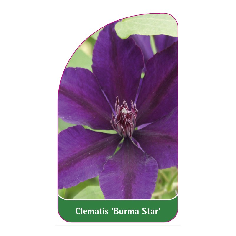 clematis-burma-star-0
