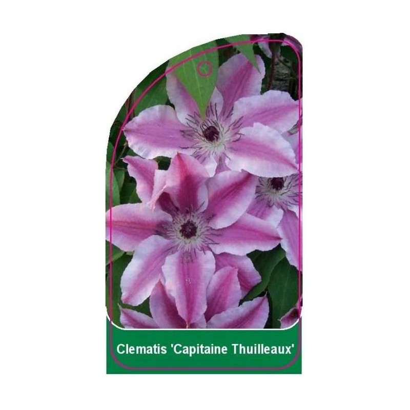 clematis-capitaine-thuilleaux-0